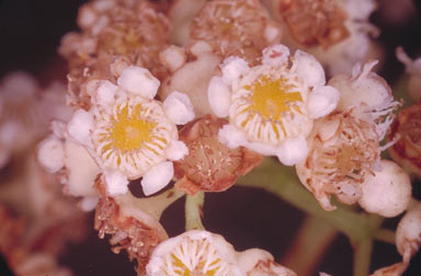 APII jpeg image of Syzygium hemilamprum subsp. hemilamprum  © contact APII