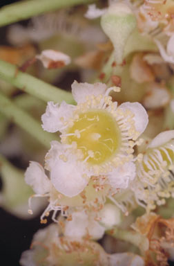 APII jpeg image of Syzygium graveolens  © contact APII