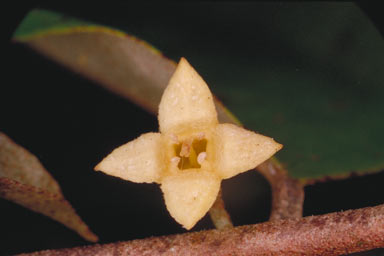 APII jpeg image of Elaeagnus triflora  © contact APII