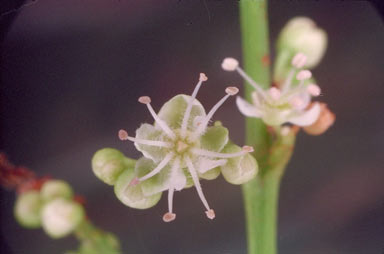 APII jpeg image of Guioa acutifolia  © contact APII