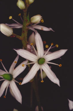 APII jpeg image of Bursaria tenuifolia  © contact APII