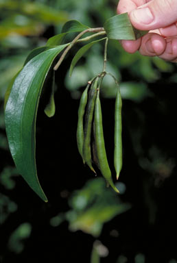 APII jpeg image of Stenocarpus sp. Hinchinbrook Is. (F.D.Hocking AQ229860)  © contact APII