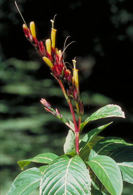 APII jpeg image of Sanchezia parvibracteata  © contact APII