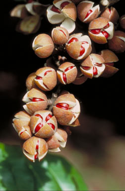 APII jpeg image of Dysoxylum mollissimum subsp. molle  © contact APII