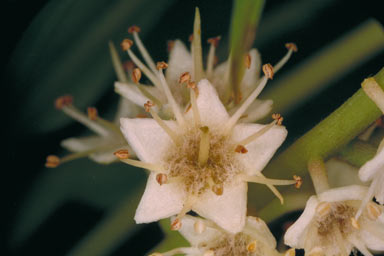 APII jpeg image of Terminalia arenicola  © contact APII