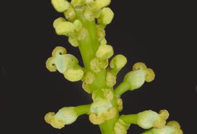 APII jpeg image of Homalanthus novoguineensis  © contact APII