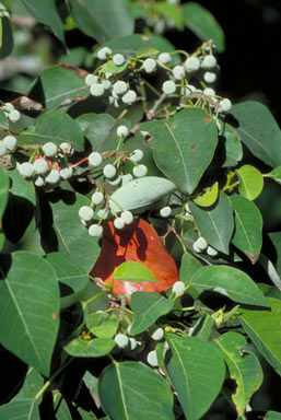 APII jpeg image of Homalanthus novoguineensis  © contact APII