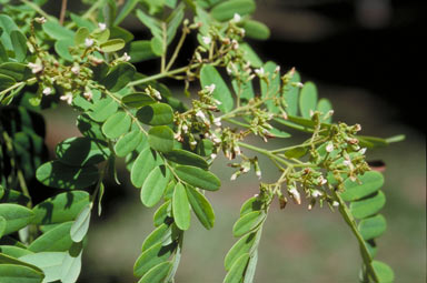 APII jpeg image of Dalbergia densa var. australis  © contact APII