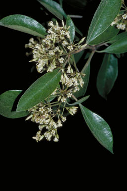 APII jpeg image of Pittosporum ferrugineum  © contact APII