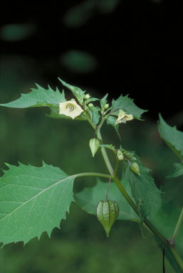 APII jpeg image of Physalis minima  © contact APII