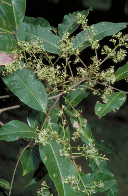 APII jpeg image of Mischocarpus macrocarpus  © contact APII