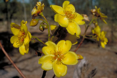 APII jpeg image of Cochlospermum gillivraei  © contact APII