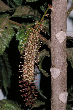 APII jpeg image of Hicksbeachia pilosa  © contact APII