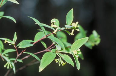 APII jpeg image of Wikstroemia indica  © contact APII