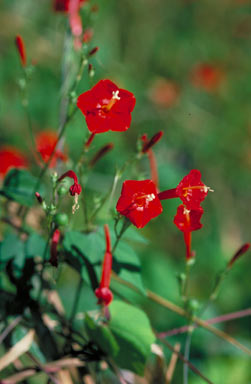 APII jpeg image of Ipomoea hederifolia  © contact APII