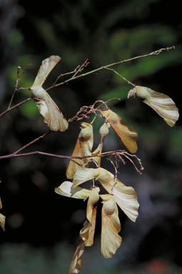 APII jpeg image of Atalaya angustifolia  © contact APII