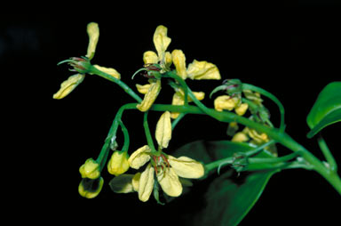 APII jpeg image of Tristellateia australasiae  © contact APII