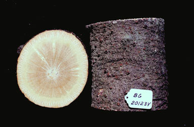 APII jpeg image of Cayratia saponaria  © contact APII