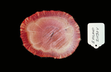 APII jpeg image of Cissus oblonga  © contact APII