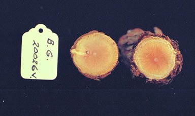 APII jpeg image of Hibbertia scandens  © contact APII