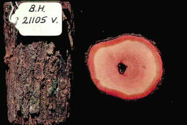 APII jpeg image of Phyllanthus novae-hollandiae  © contact APII
