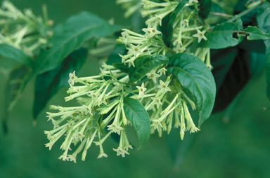 APII jpeg image of Cestrum nocturnum  © contact APII