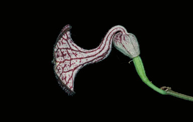 APII jpeg image of Aristolochia deltantha  © contact APII
