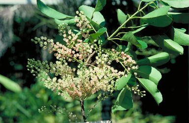 APII jpeg image of Elaeocarpus coorangooloo  © contact APII
