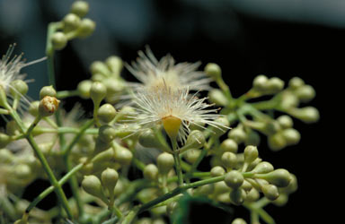 APII jpeg image of Syzygium glenum  © contact APII