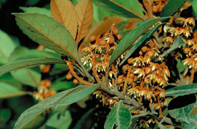 APII jpeg image of Elaeocarpus ferruginiflorus  © contact APII