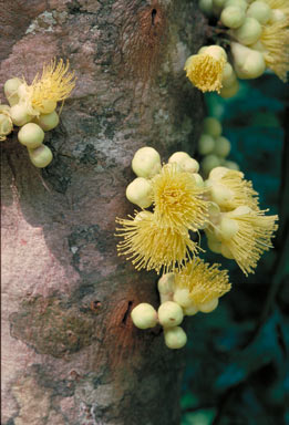 APII jpeg image of Syzygium monospermum  © contact APII