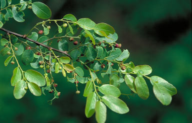 APII jpeg image of Phyllanthus novae-hollandiae  © contact APII