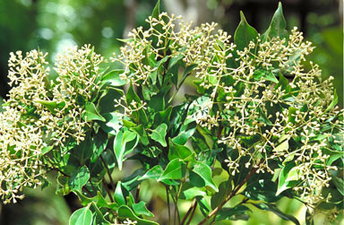 APII jpeg image of Syzygium wesa  © contact APII
