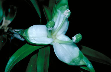 APII jpeg image of Freycinetia scandens  © contact APII