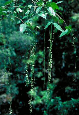 APII jpeg image of Desmodium ormocarpoides  © contact APII