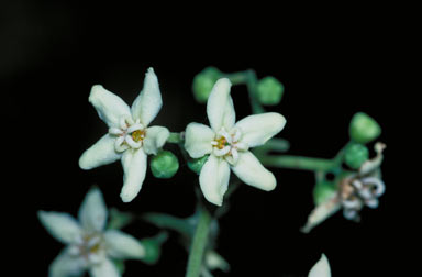 APII jpeg image of Flindersia bourjotiana  © contact APII