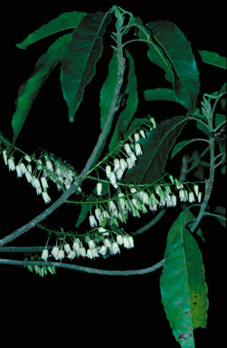 APII jpeg image of Elaeocarpus grahamii  © contact APII