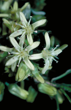 APII jpeg image of Acronychia crassipetala  © contact APII