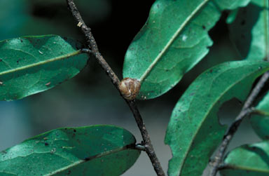 APII jpeg image of Polyalthia submontana subsp. sessiliflora  © contact APII