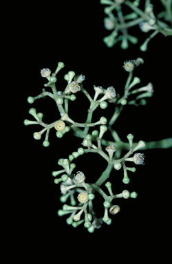 APII jpeg image of Syzygium hemilamprum subsp. hemilamprum  © contact APII