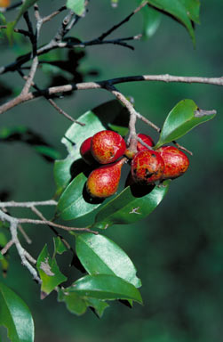 APII jpeg image of Xylopia monosperma  © contact APII