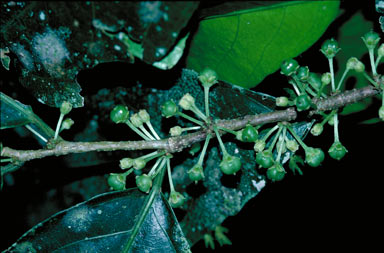 APII jpeg image of Rinorea bengalensis  © contact APII