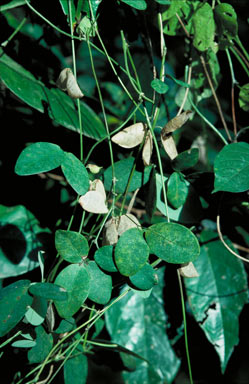 APII jpeg image of Phylacium bracteosum  © contact APII