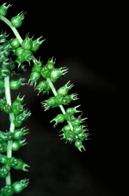 APII jpeg image of Tetrameles nudiflora  © contact APII