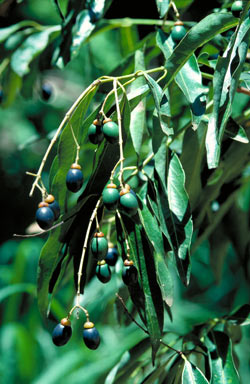 APII jpeg image of Cinnamomum oliveri  © contact APII