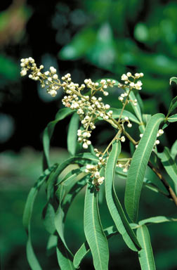 APII jpeg image of Atalaya variifolia  © contact APII