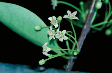 APII jpeg image of Brassiantha hedraiantheroides  © contact APII