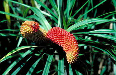 APII jpeg image of Freycinetia percostata  © contact APII