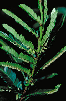 APII jpeg image of Phyllanthus lamprophyllus  © contact APII