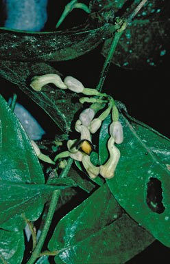 APII jpeg image of Aristolochia praevenosa  © contact APII